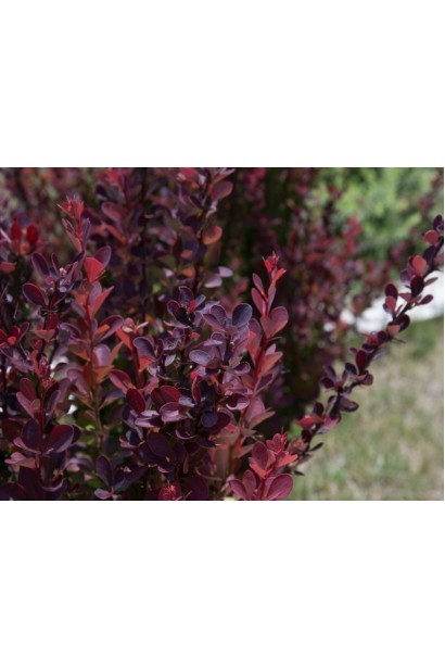 Барбарис тунберга Шоколат Саммер молоде листя